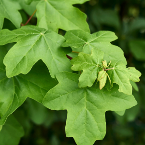 Acer campestre