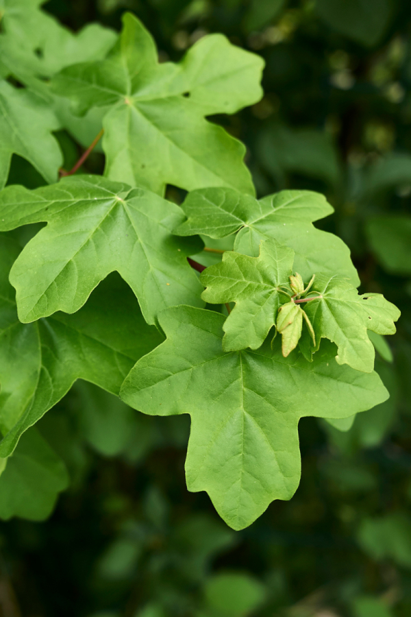 Acer campestre