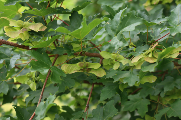 Acer campestre