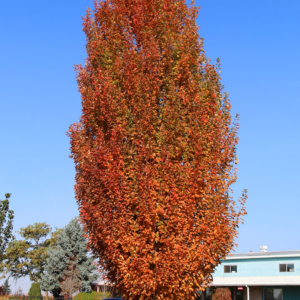 Acer rubrum 'Armstrong Gold'