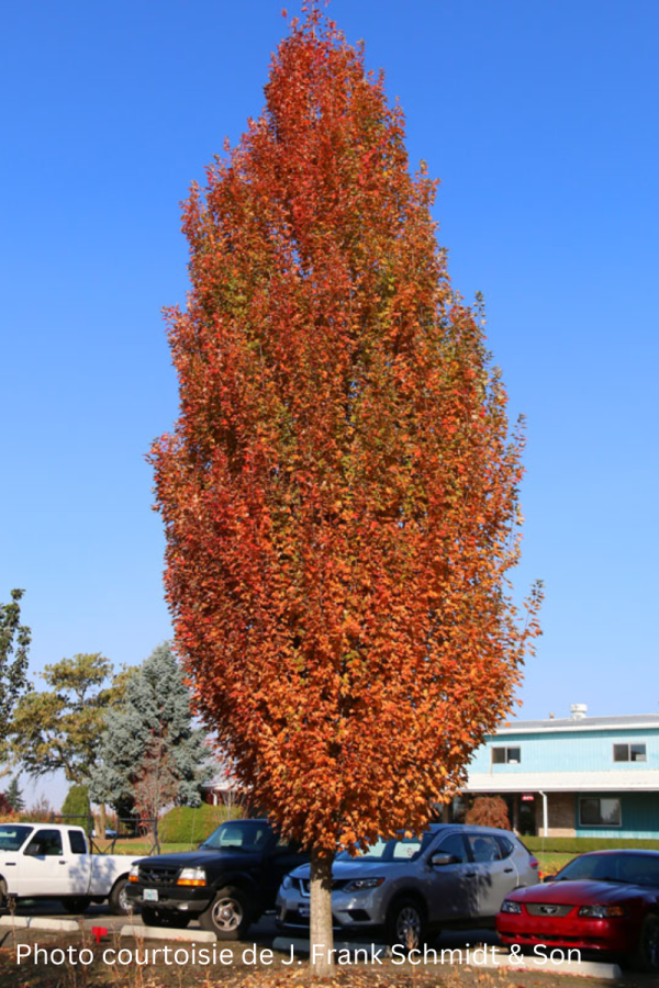 Acer rubrum 'Armstrong Gold'