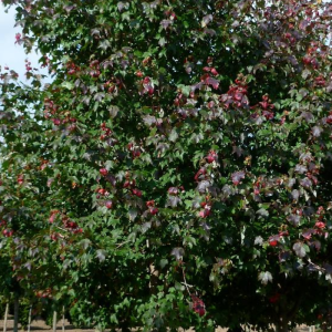 Acer rubrum 'Burgundy Belle'