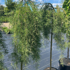 Caragana arborescens 'Walker'