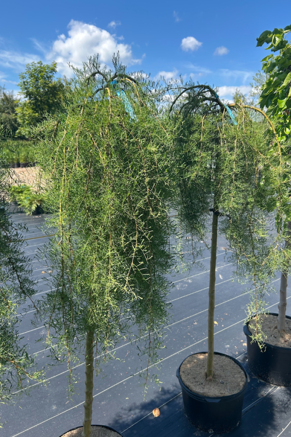 Caragana arborescens 'Walker'