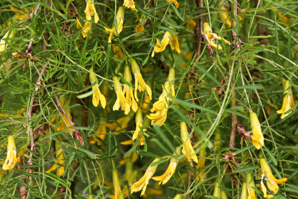 Caragana arborescens 'Walker'