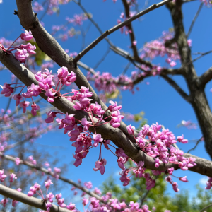Cercis canadensis