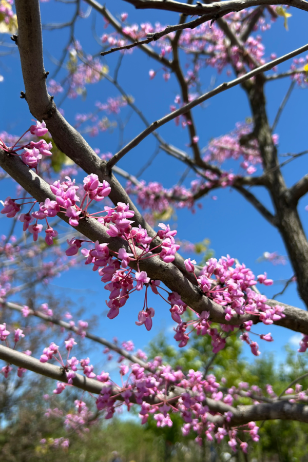 Cercis canadensis