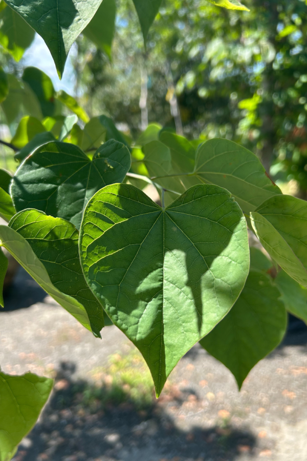 Cercis canadensis