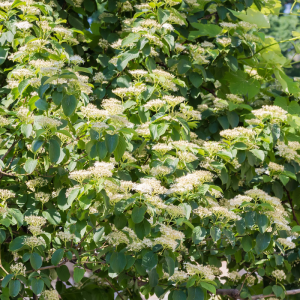 Cornus alternifolia