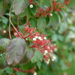 Cornus racemosa