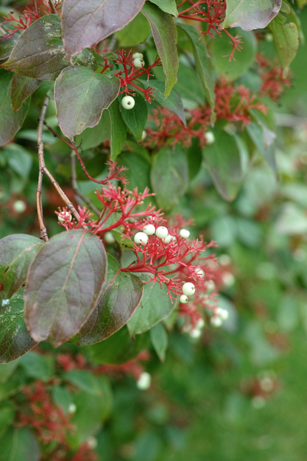Cornus racemosa