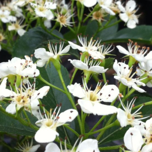 Crataegus crus-gali 'Crusader'