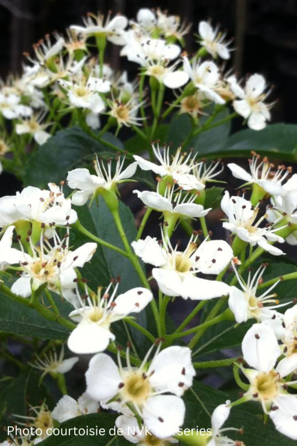 Crataegus crus-gali 'Crusader'