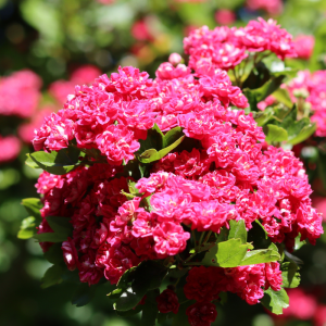 Crataegus laevigata 'Paul's Scarlet'