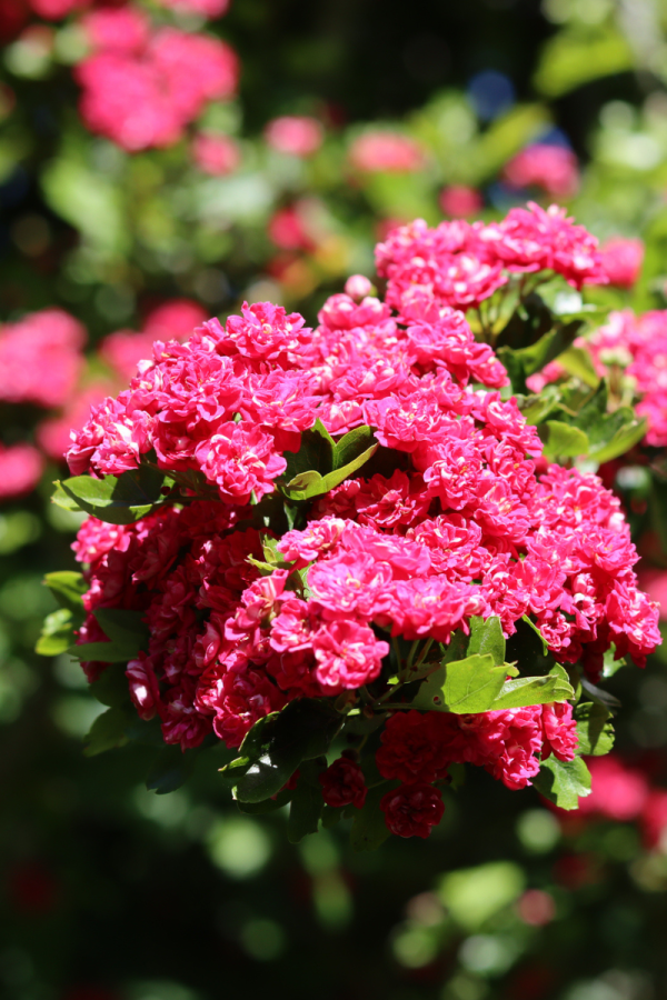 Crataegus laevigata 'Paul's Scarlet'