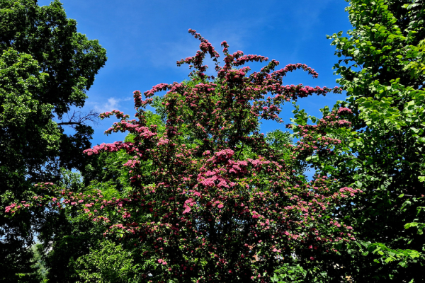 Crataegus laevigata 'Paul's Scarlet'