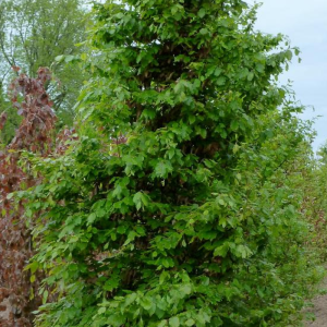 Fagus sylvatica