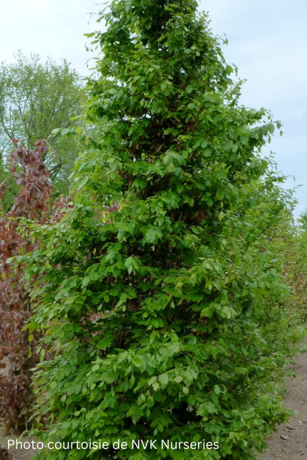 Fagus sylvatica