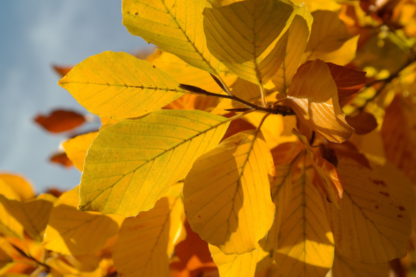 Fagus sylvatica