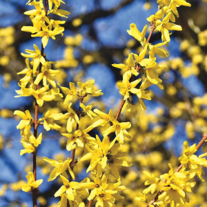 Forsythia 'Northern Gold'