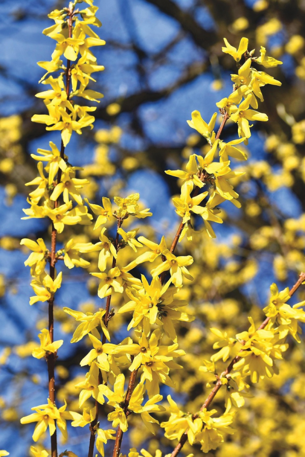 Forsythia 'Northern Gold'