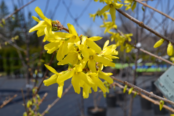 Forsythia 'Northern Gold'