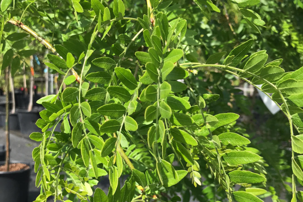 Gleditsia triacanthos inermis 'Emerald Kascade'
