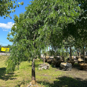 Gleditsia triacanthos inermis 'Emerald Kascade'