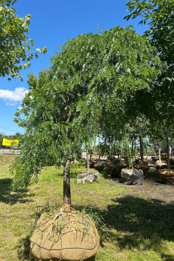 Gleditsia triacanthos inermis 'Emerald Kascade'