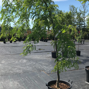 Gleditsia triacanthos inermis 'Emerald Kascade'