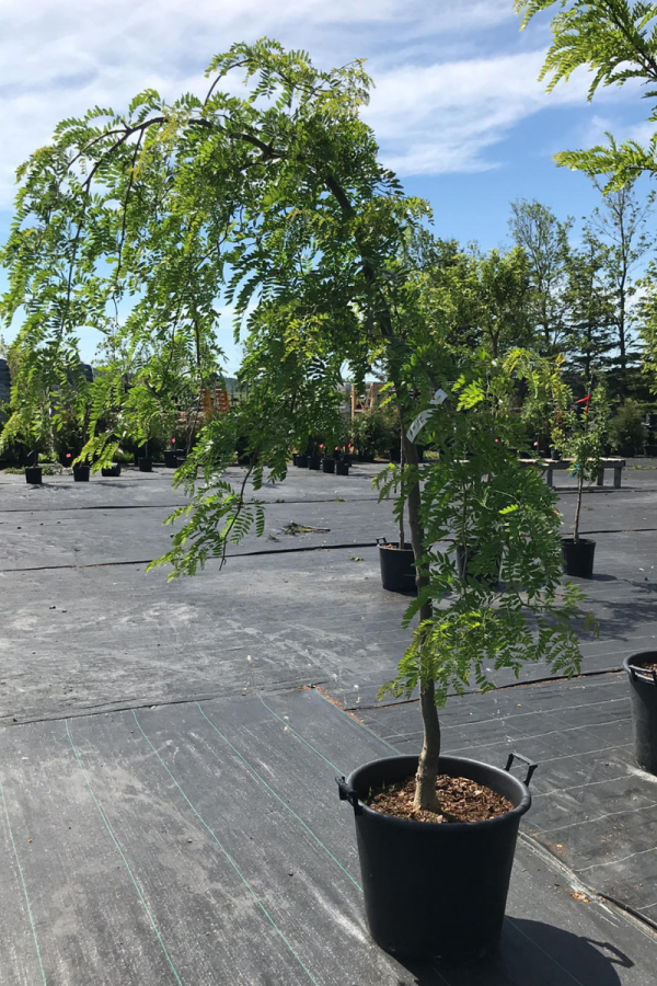 Gleditsia triacanthos inermis 'Emerald Kascade'