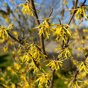 Hamamelis virginiana