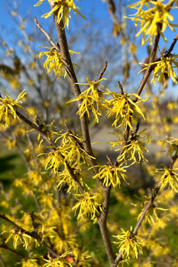Hamamelis virginiana