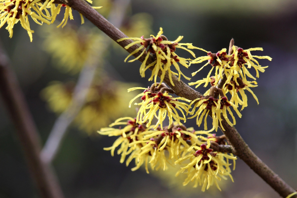 Hamamelis virginiana