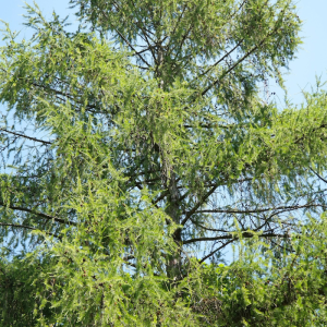 <b><i>Larix decidua</b></i><br>Mélèze d'Europe