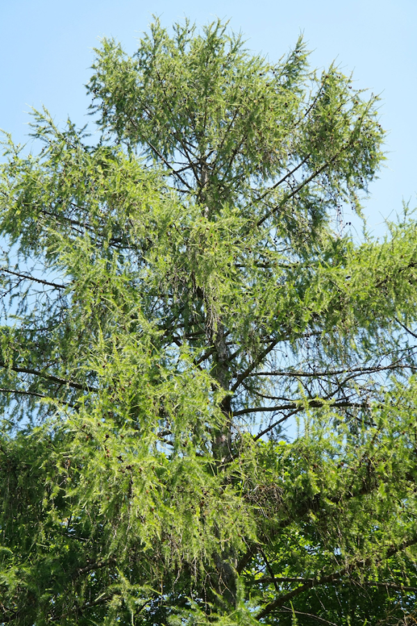 <b><i>Larix decidua</b></i><br>Mélèze d'Europe
