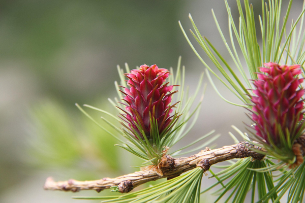 Larix decidua
