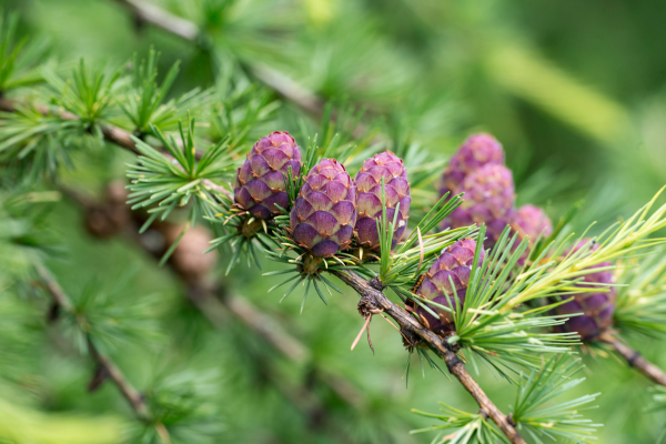 Larix decidua