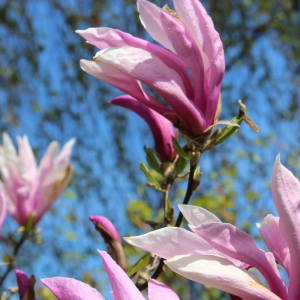 Magnolia x 'Betty'