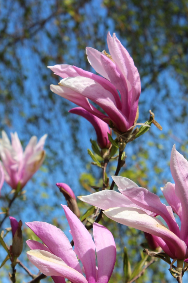 Magnolia x 'Betty'