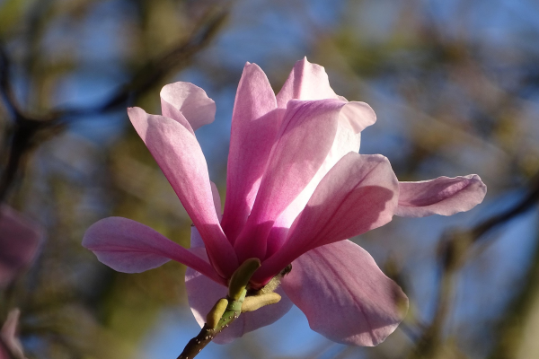 Magnolia x 'Betty'