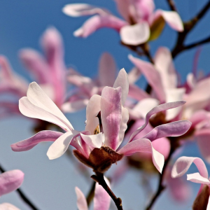 Magnolia x loebneri 'Leonard Messel'