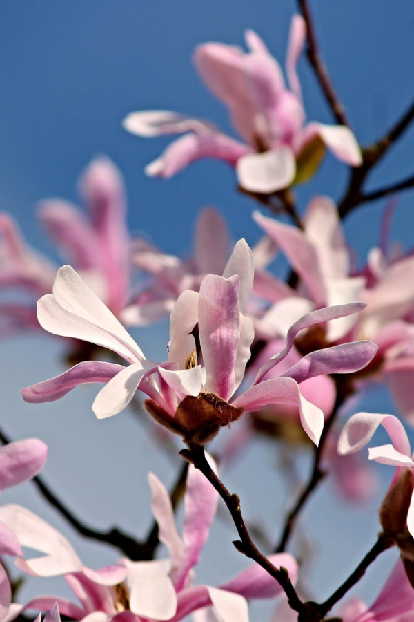 Magnolia x loebneri 'Leonard Messel'