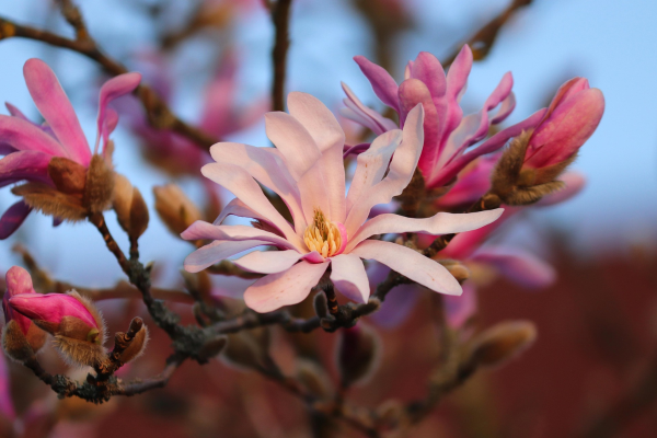 Magnolia x loebneri 'Leonard Messel'