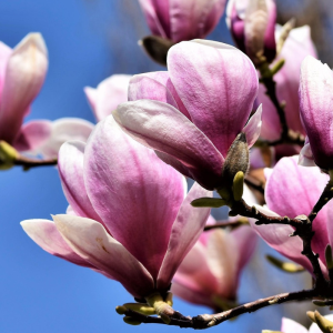 Magnolia x soulangeana