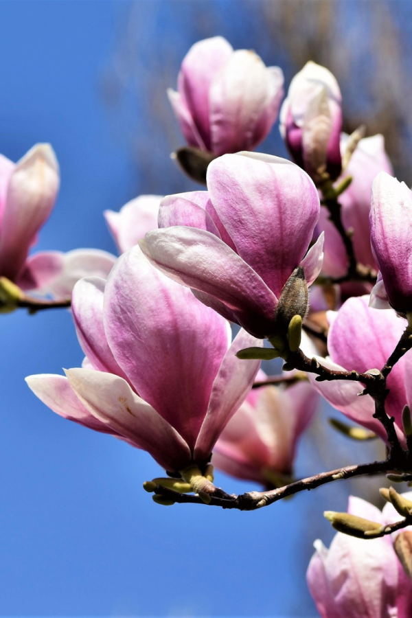 Magnolia x soulangeana