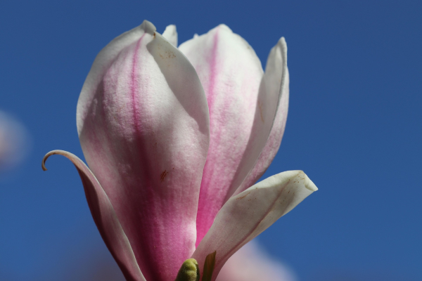 Magnolia x soulangeana