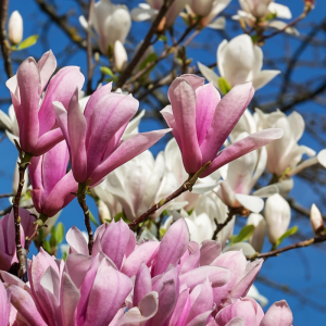 Magnolia x 'Susan'