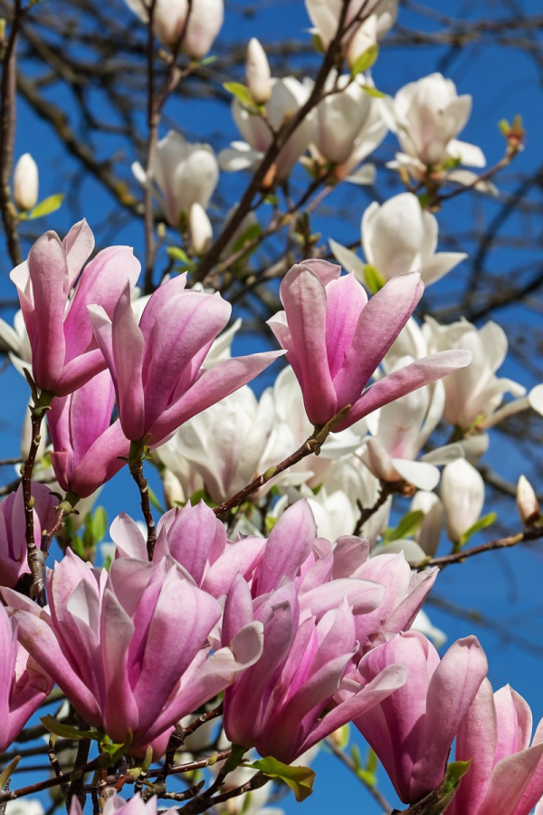 Magnolia x 'Susan'