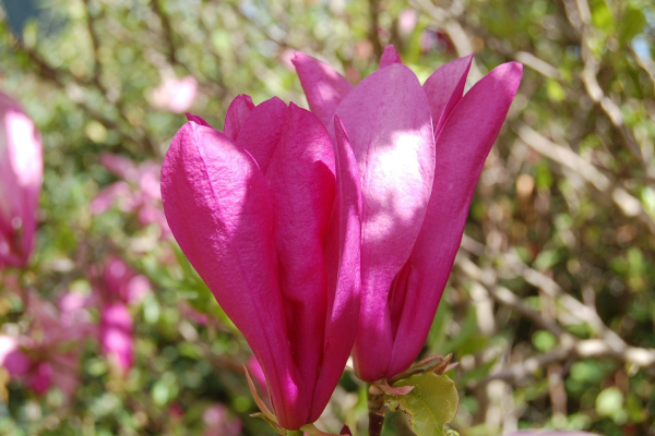 Magnolia x 'Susan'